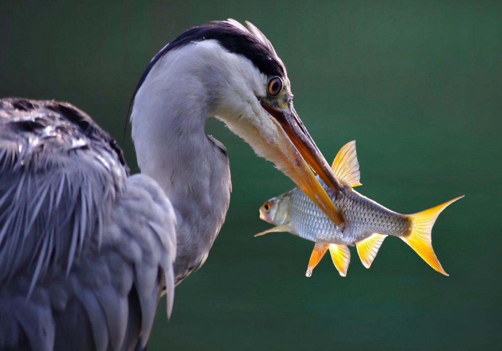 Heron with fish