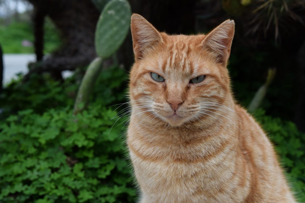 ginger cat